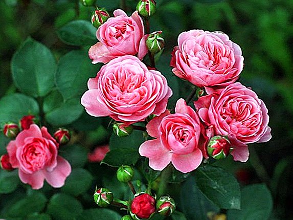 Көпчүлүк бадалдардын розалар: ак, мала кызыл, бир сүрөттөлүшүн жана сүрөттө сары