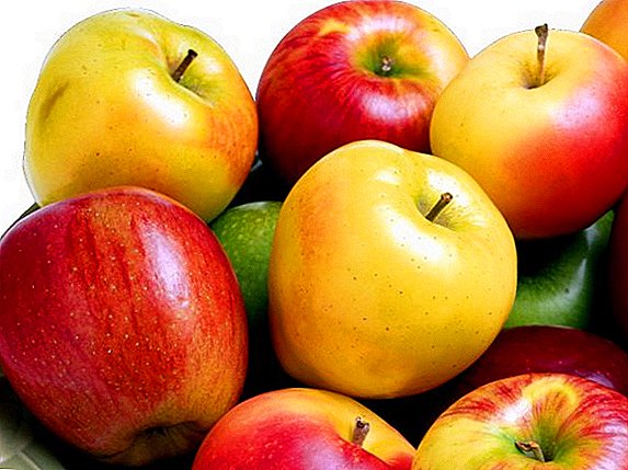 Os mellores métodos de conxelación de mazás para o inverno