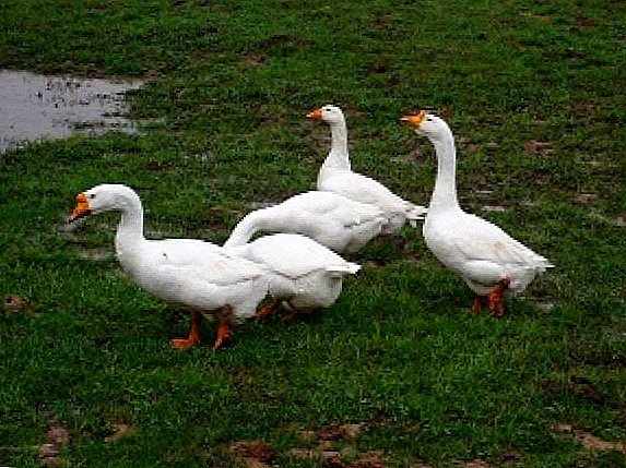 Ing breeds pangalusna geese
