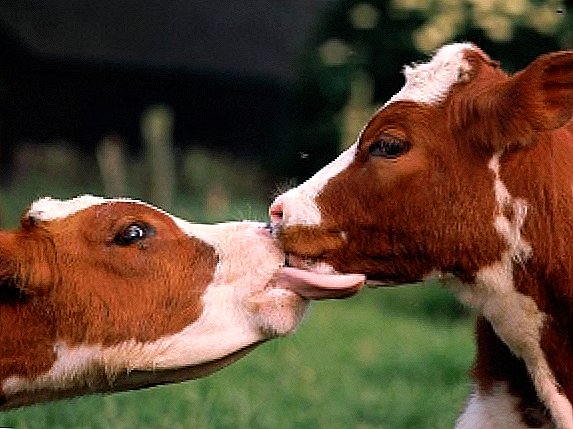 As mellores razas de vacas: que son?