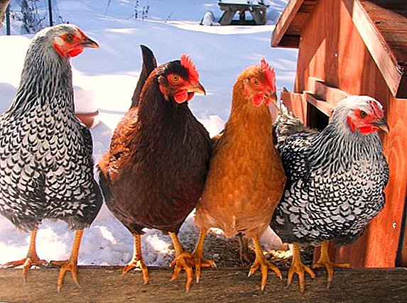 Rakordat më të mira të pulave në Ukrainë