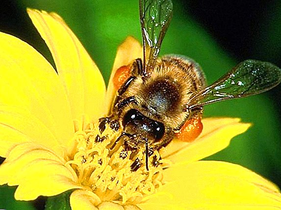 Մեղուների համար մեղր բույսերի լավագույն բույսերը