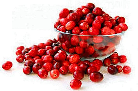 Hieme conduntur melius Historia Cranberries