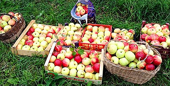 Recetat më të mira për të korrur mollë për dimër