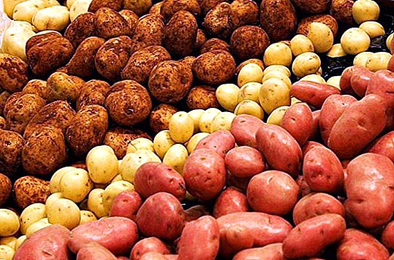 Најдобри видови компири за одгледување во Сибир