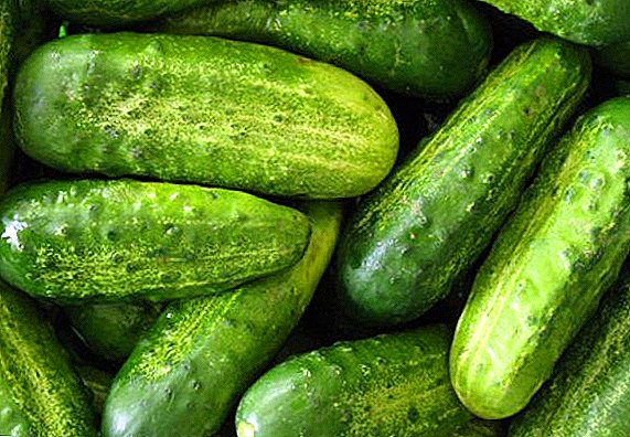 बंद जमिनीसाठी cucumbers सर्वोत्तम वाण: फोटो आणि वर्णनासह निवड निकष
