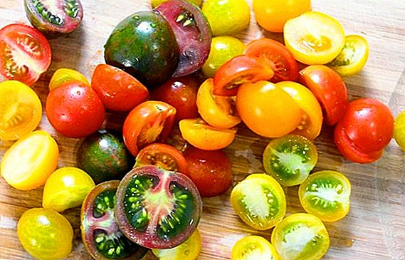 Déi bescht Varietéit vum Tomato resistent bis spéit Këint