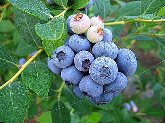 Nu variétas best of taman jangkungna blueberries