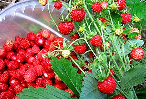 Ang pinakamahusay na varieties ng strawberry hardin, varieties at mga paglalarawan