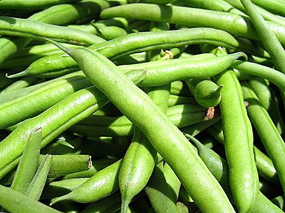 Kûrên herî çêtir ên asparagus beans (navên û wêneyên)