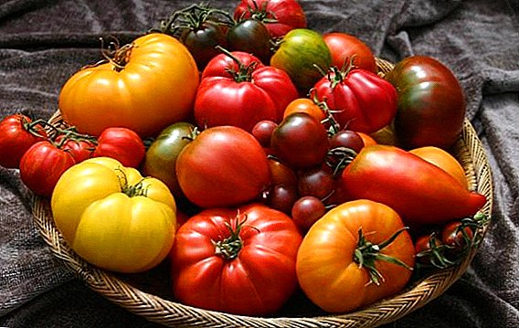 Најдобрите сорти на домати за московскиот регион со фотографии и описи