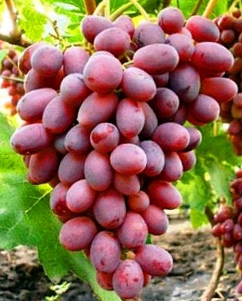 Најдобро грозје за регионот Москва