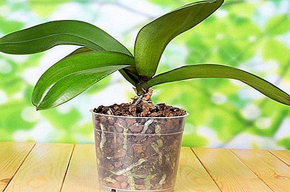 Top ábendingar um Orchid transplanting heima