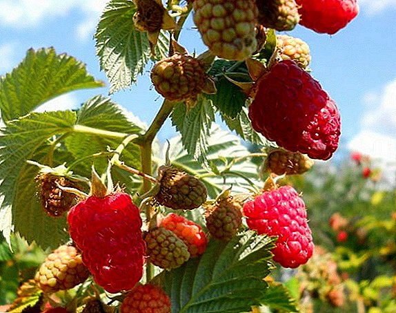 Top tips kanggo ngembang raspberries Hussar: macem-macem gambaran, tanduran lan care