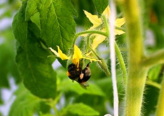 Hanyoyi mafi kyau don pollinate tumatir (tumatir) a cikin greenhouse