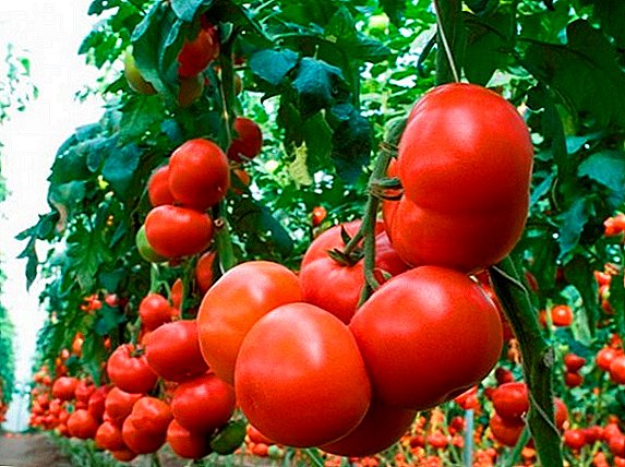 Məxitos - ən yüksək verimli pomidor çeşidi
