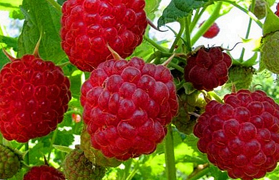 Raspberry "Barnaul": ciri, kaluwihan lan cacat
