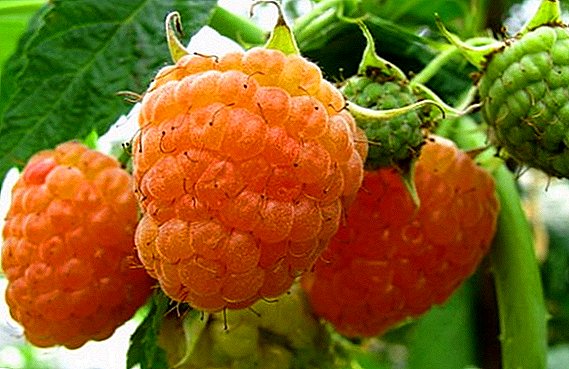 Rubus "fugientium 'conditionibus commoda et incommoda