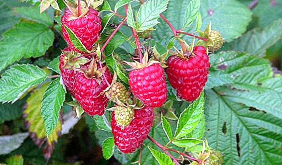 Raspberry "ເພັດ": ລັກສະນະ, ການປູກ agrotechnology