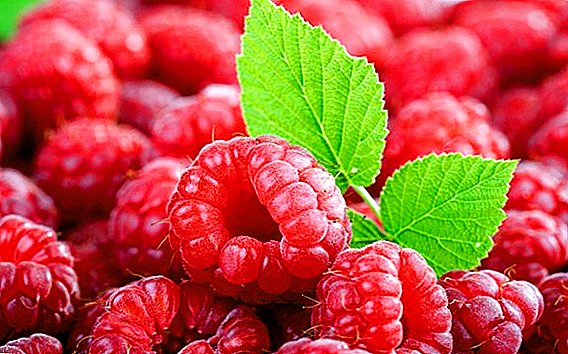 Raspberry Hercule የዝርያ መግለጫ, መትከል እና መትከል