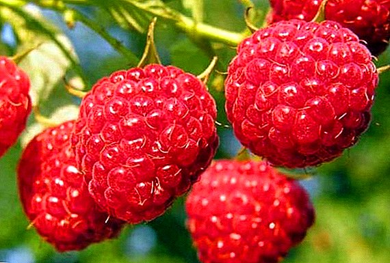 Raspberries Gleni Mag: res cuiusque propriae, pros et cons