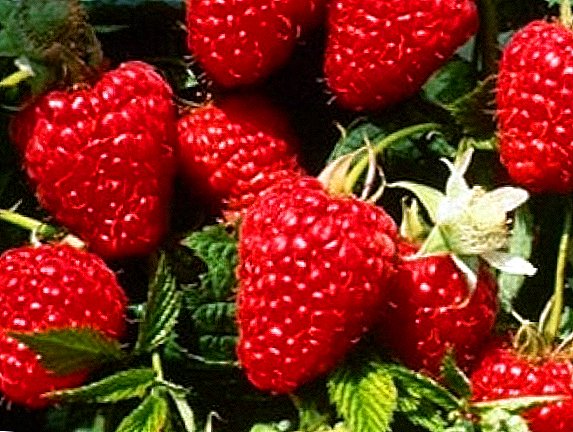Raspberry "Himbo Top": mga kinaiya, agrotechnology sa pagtikad
