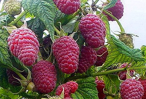 Raspberry canadiense: descrición e cultivo dunha variedade
