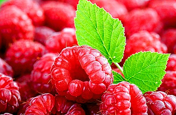 Raspberry "Bellflower": yam ntxwv, pros thiab cons
