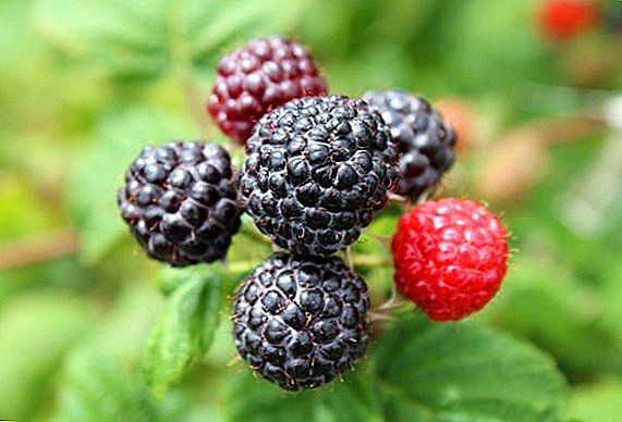 Raspberry "Cumberland": àgwà nke ọtụtụ na cultivation agrotechnology
