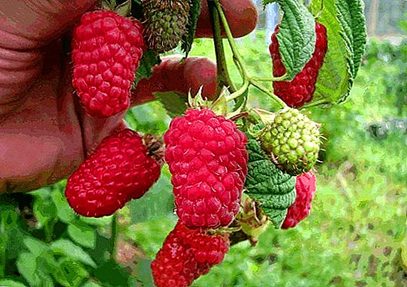 Raspberry Lyachka (Lyashka): mga katangian, kalamangan at disadvantages