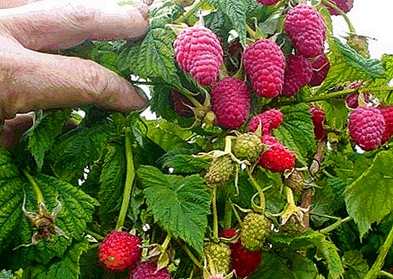 Raspberry "Maroseyka": einkenni, ræktun jarðafræði