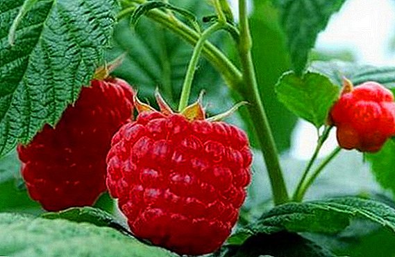 Raspberry "Метеор": өзгөчөлүктөрү, жакшы жана жаман жактары