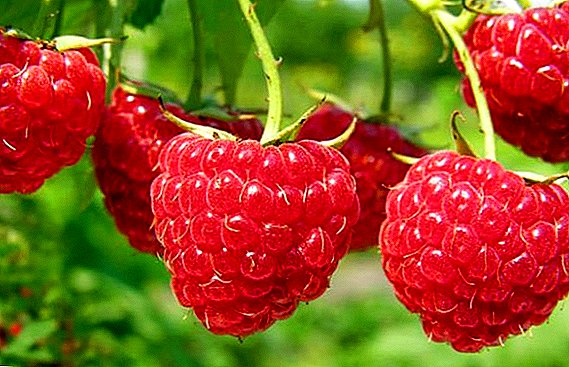 Raspberry "News Kuzmina": Charakteristike, Kultivéierung Agrotechnologie