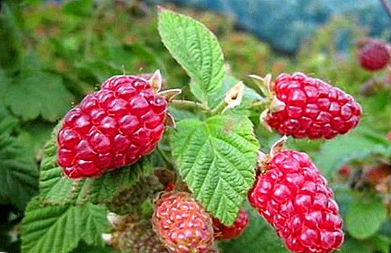 Raspberry Patricia: xususiyatlari, agrotexnikani etishtirish