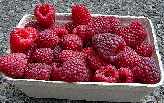 Raspberry Polka: том үр жимс бүхий жимс, жимсгэнэ