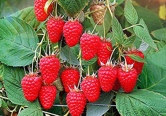 Raspberry "Tourmaline": dabeecadaha, kacaawinta iyo xayawaanka