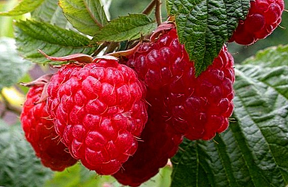 Raspberry Zyugan: шинж чанар, тариалангийн газар тариалан