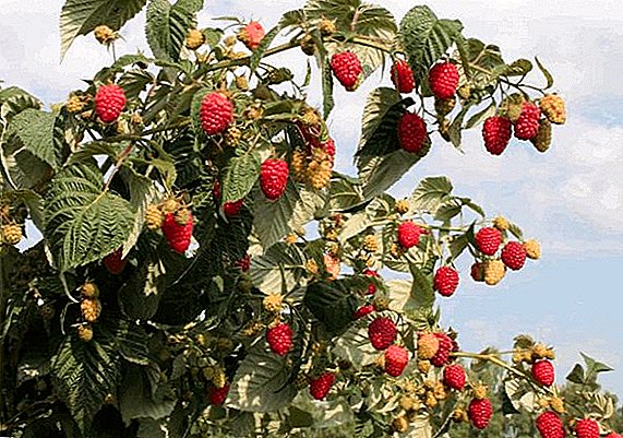 Karmozijnboom "Krepysh": eienskappe en agrotechnology van kweek