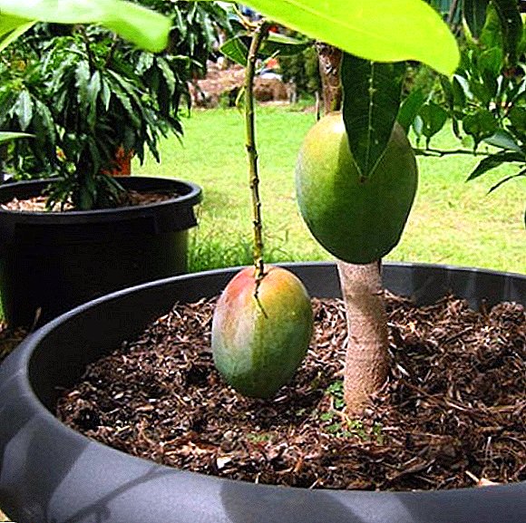 Mango: composición química, propiedades útiles e tecnoloxía de cultivo de froitas na casa