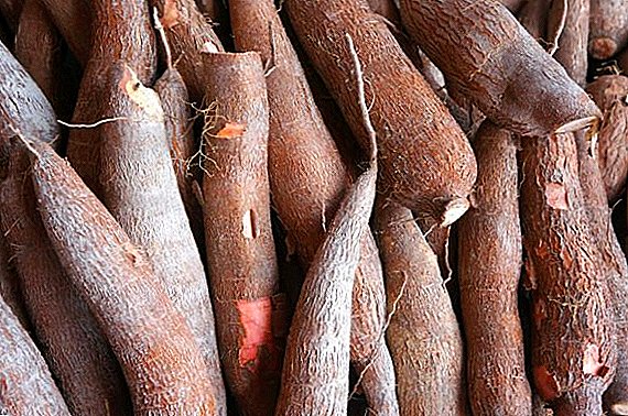 Manioc yenilebilir: fayda və zərər