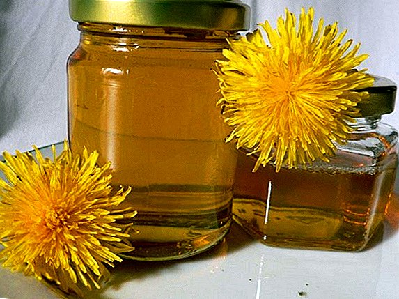 Honey mula sa dandelions sa kanilang sariling mga kamay, ang nakapagpapagaling na mga katangian ng produkto