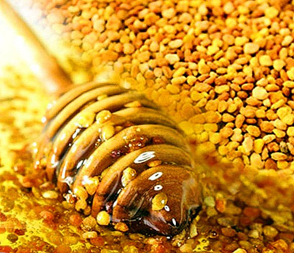 Толтуруп Honey: пайдалануу деген эмне, тамак кантип, кандай кылып