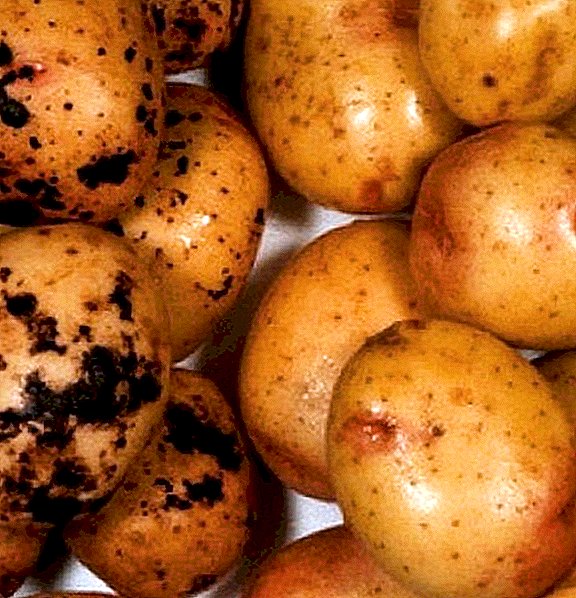 Методи за справување со болести на компирот