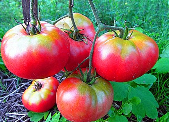 Mikado Pink: Ahoana no hampitomboana tomatesa tsy mety