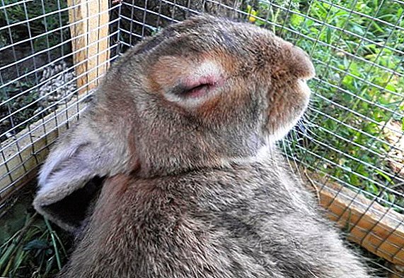 Myxomatosis ng rabbits: ano ang mapanganib, pagbabakuna, paggamot sa bahay