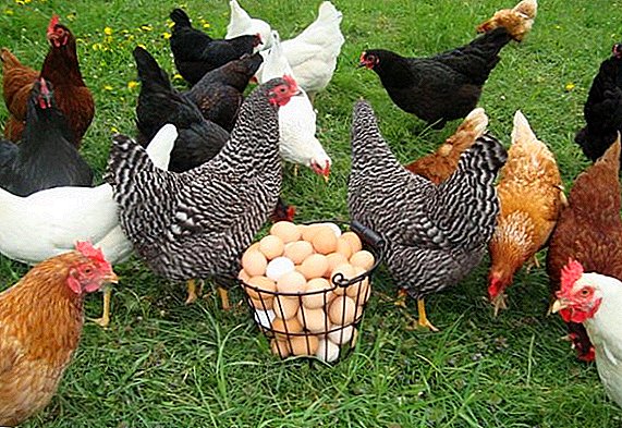 Complementos minerais para as galiñas que se pon, cociñando coas súas propias mans, mesturas xa feitas