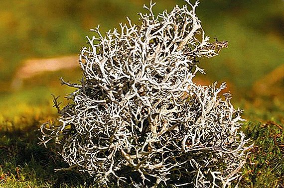 Icelandic moss (tsetrariya): amfanin da cutar da jiki