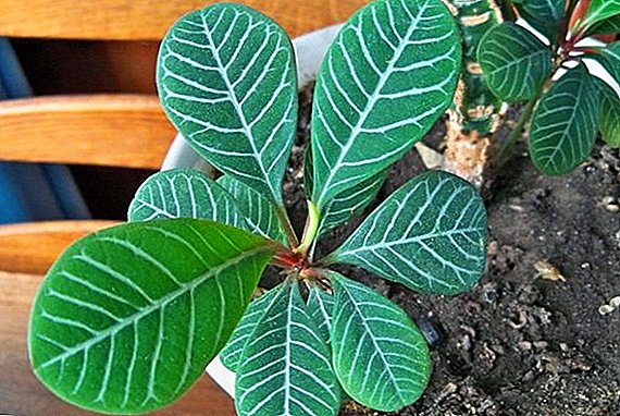 Euphorbia blan-toedy: karakteristik nan swen lakay