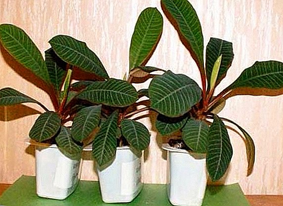 Euphorbia: na tairbhí agus an dochar