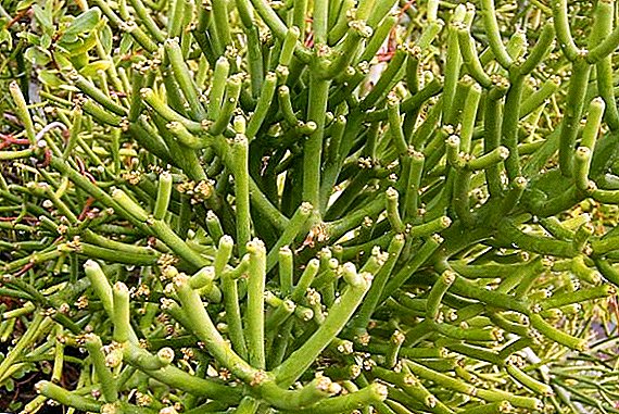 Euphorbia "Tirukalli": លក្ខណៈ, ការថែទាំនៅផ្ទះ
